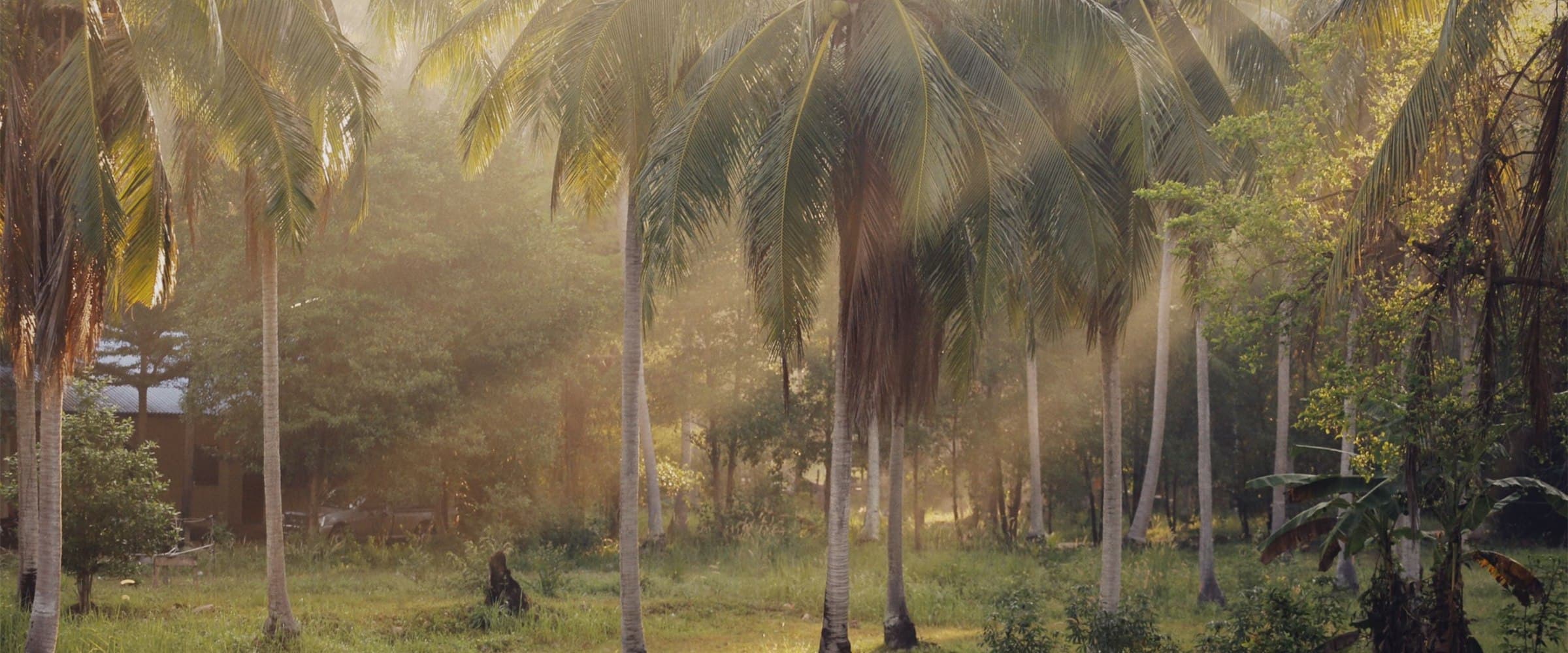 Morning light through a coconut plantation of the kind our crop is sourced from