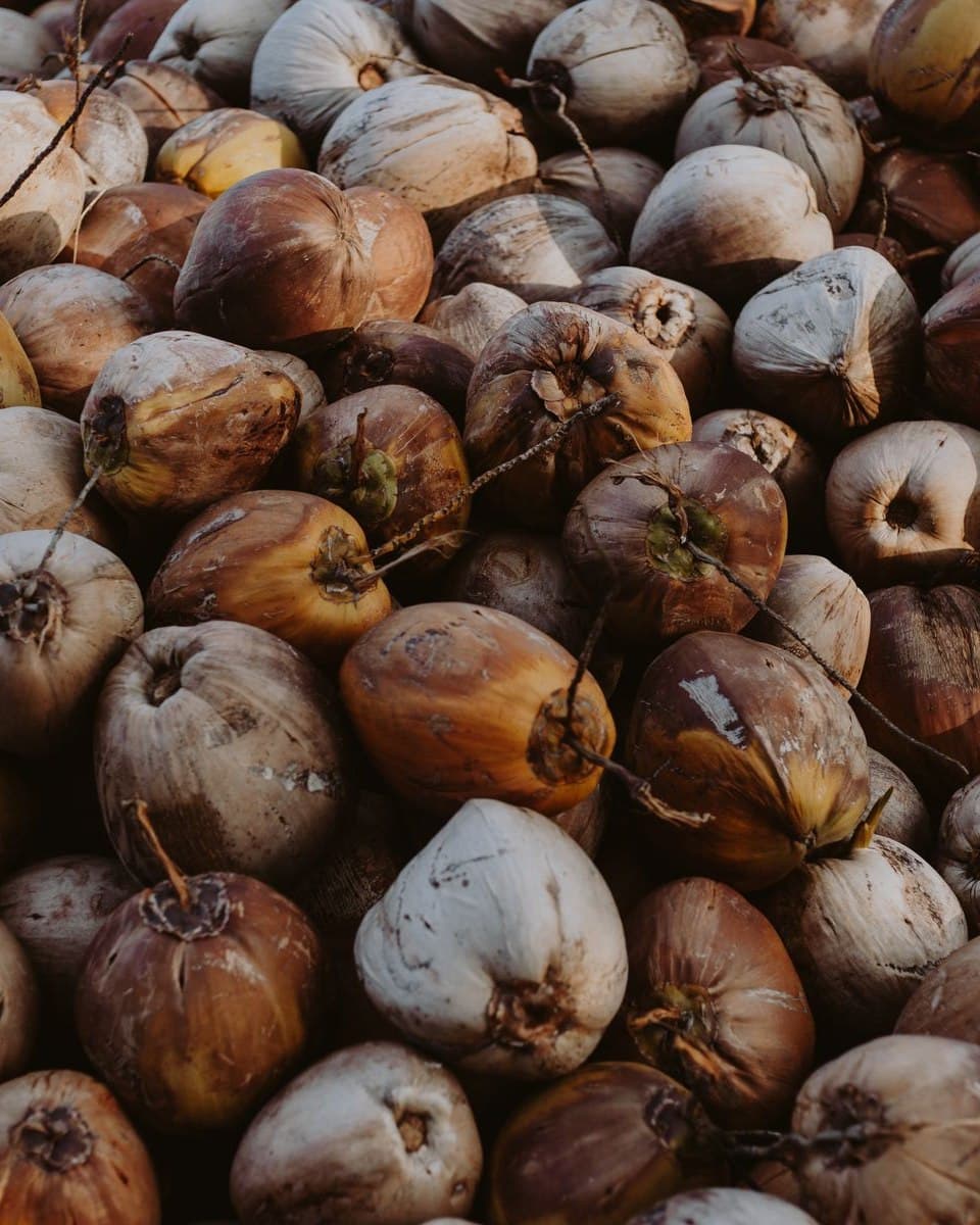 Semi-husked coconuts heaped after grading, ready for bagging